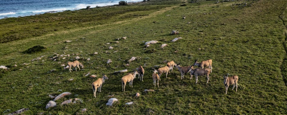 Landscape with Eland and Sea 