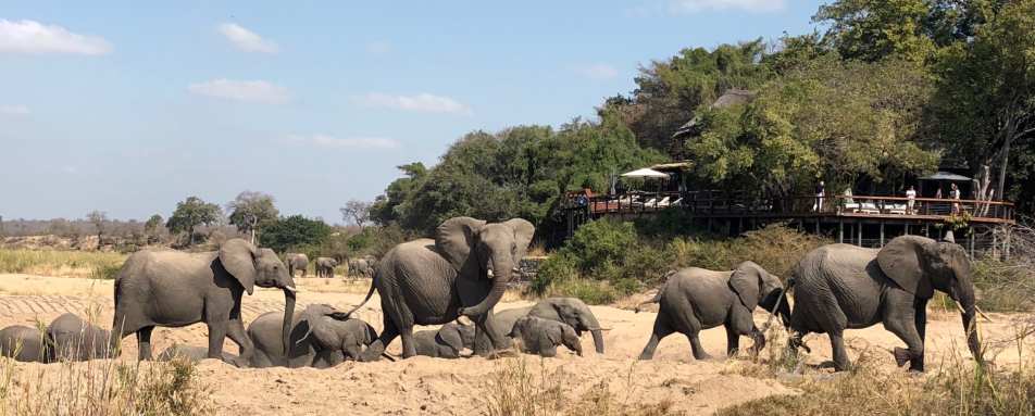 Elephants at Jock Safari Lodge