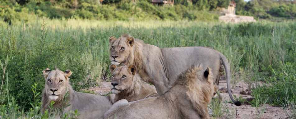 Lions at Jock Safari Lodge