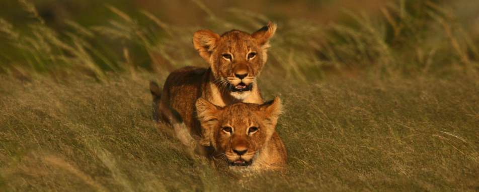 Lion cubs - Kwandwe Ecca Lodge
