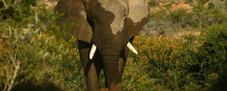 Elephant - Kwandwe Ecca Lodge