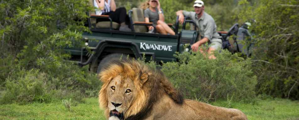 Male Lion - Kwandwe Great Fish River Lodge