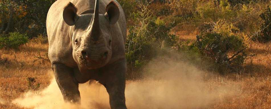 Black Rhino - Kwandwe Great Fish River Lodge