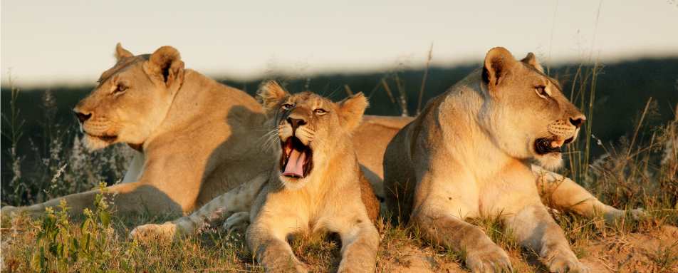 Wildlife - Mhondoro Game Lodge