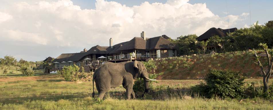 Lodge wildlife - Mhondoro Game Lodge