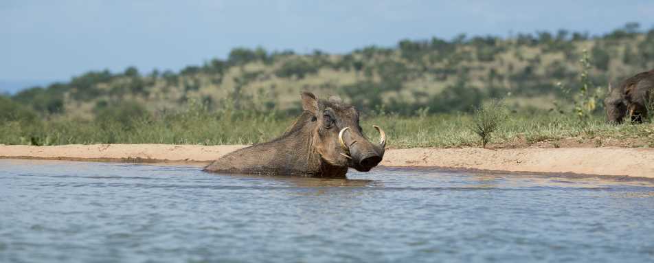 Warthog at the waterhole - Mhondoro Game Lodge