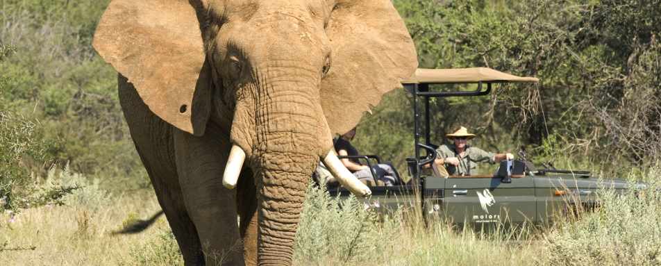 Game viewing - Molori Safari Lodge