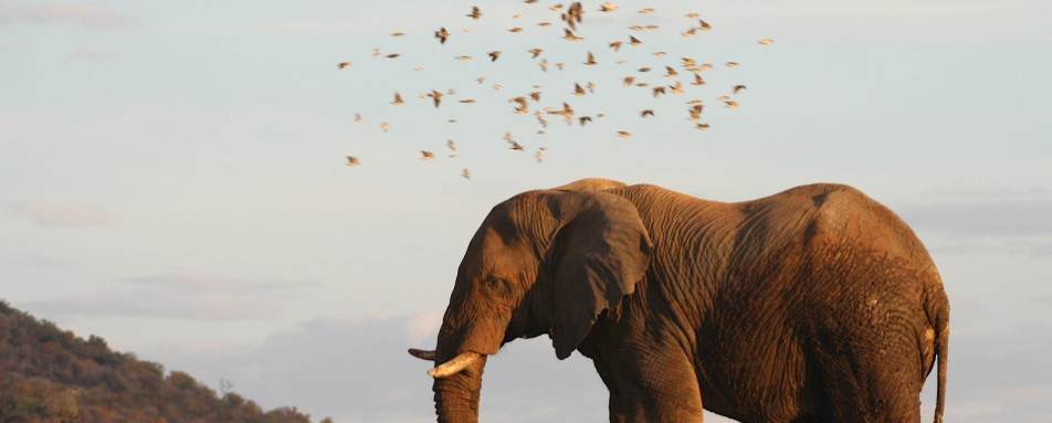 Elephant - Molori Safari Lodge
