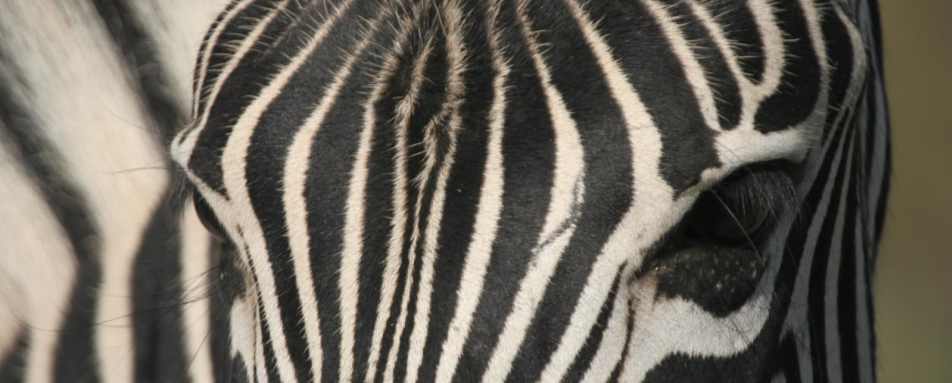 Zebra - Molori Safari Lodge