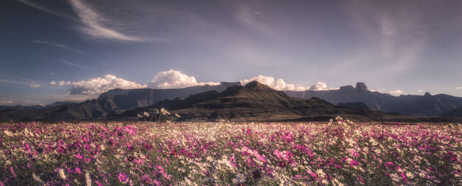 Flowers in boom at Amphi - Montusi Mountain Lodge