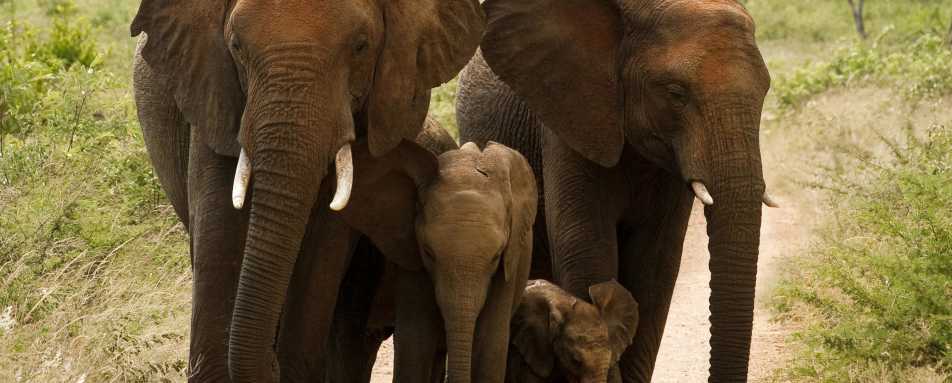 Family Madikwe elephants in Madikwe Game Reserve 