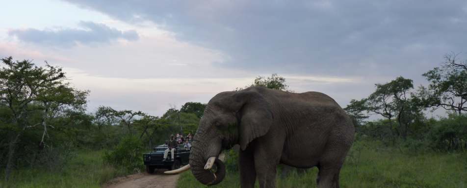 Game drive with elephant 
