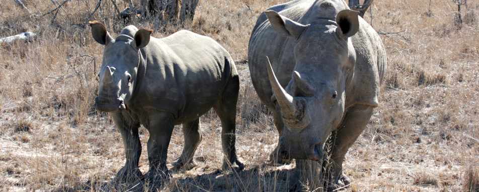 Rhino in Thornybush 