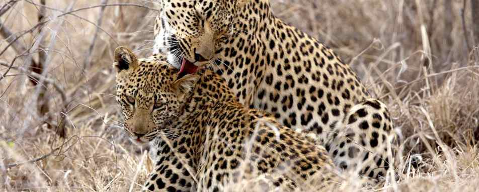 Leopards - Singita Ebony Lodge