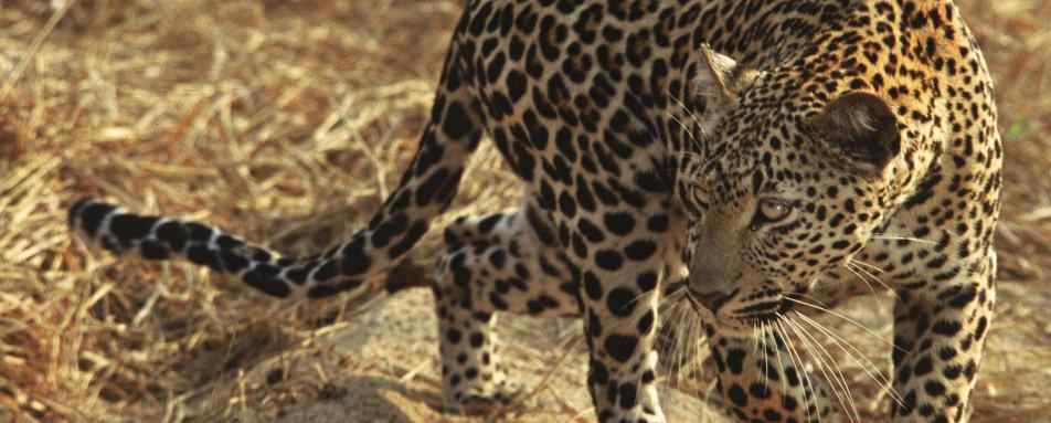 Leopard in the Sabi Sands