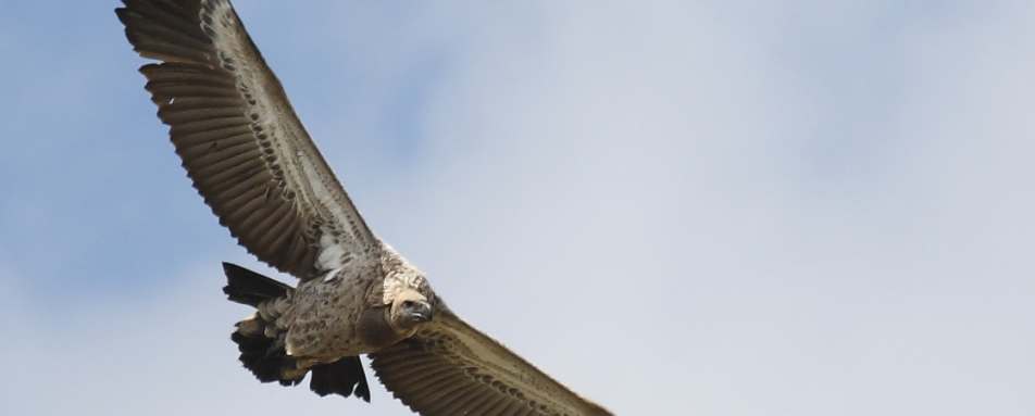 South African Birding