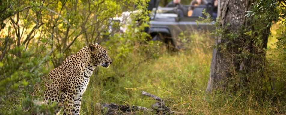 Leopard on safar 