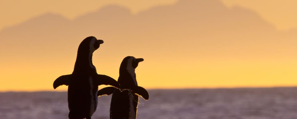 Penguins at Boulders beach 