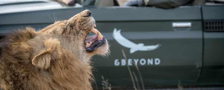 Beyond Safari 