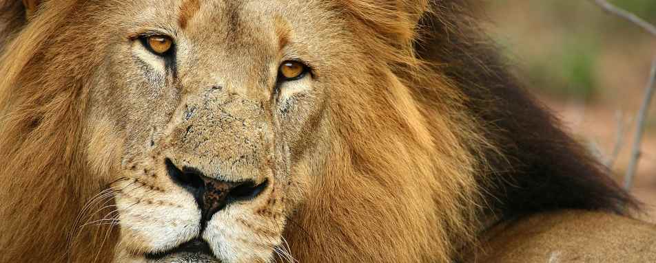 Lion in the Timbavati 