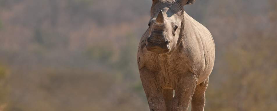 Rhino in Kruger 