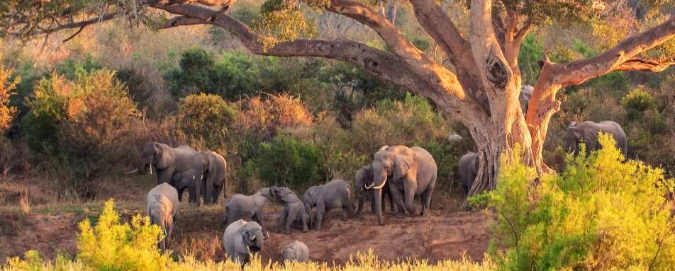 Elephants in Kruger 