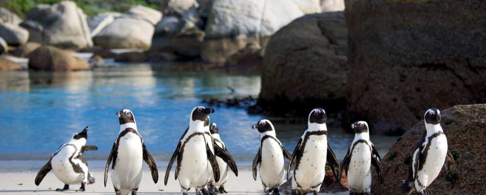Cape Town penguins 