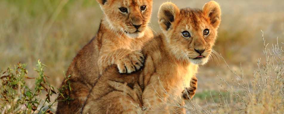 Lion Cubs Kruger National Park 