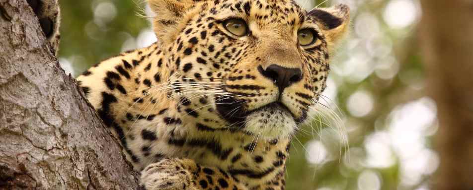 Leopard Kruger National Park 