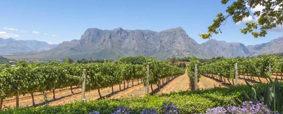Winelands views 