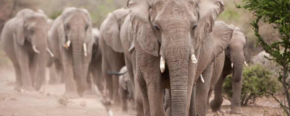 Elephants of Mashatu 