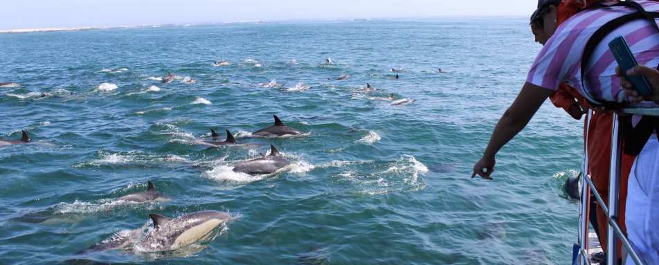 Marine Safari Grootbos 