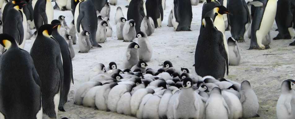 Baby Penguins - Antarctic