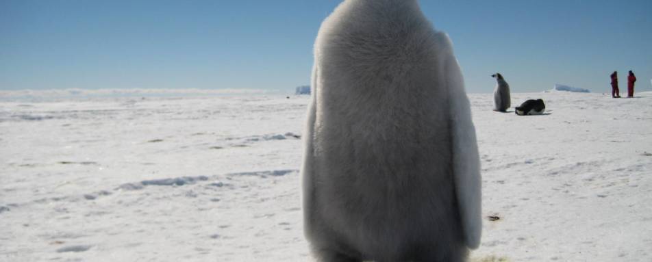 Baby Penguin - Antarctic