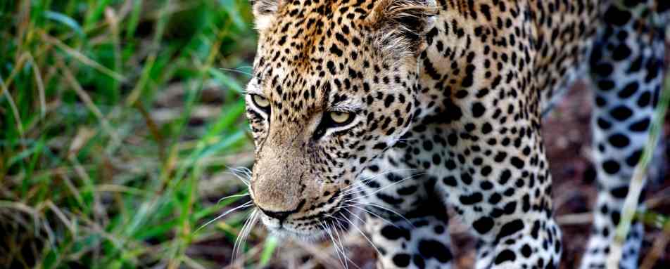 Singita Leopard 
