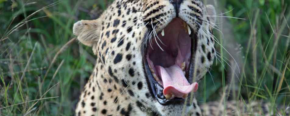 Leopard sighting - South Africa Uncovered 
