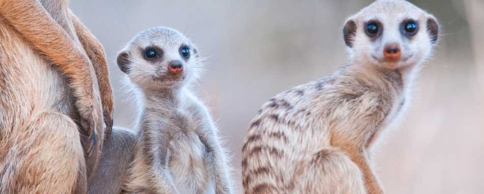 Meerkats of Tswalu 