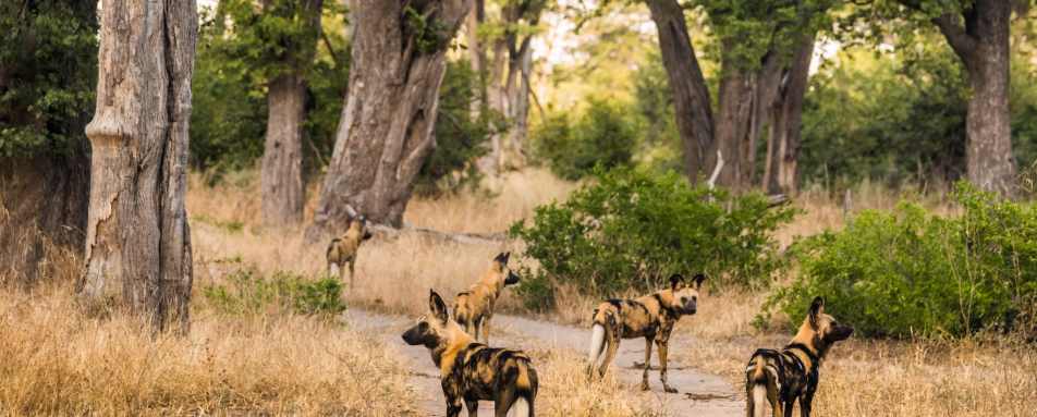 Moremi Game Reserve