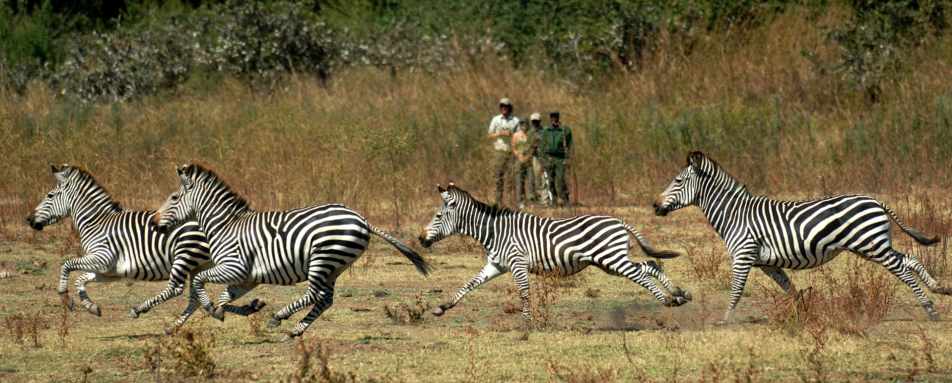 North Luangwa National Park