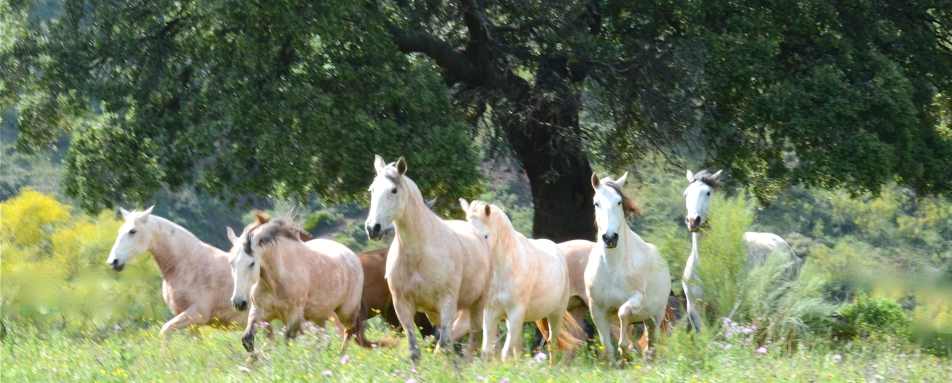 Andalucian horses - Charms of Southern Spain