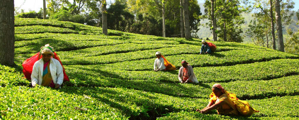 Tea Plucking - 98 Acres
