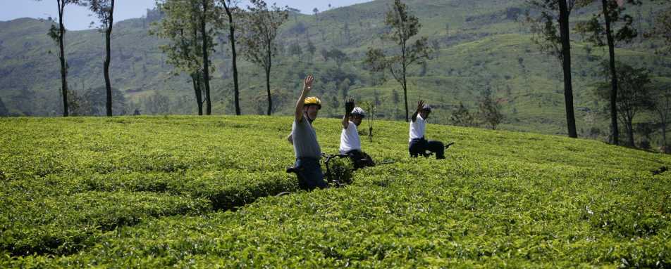 Cycling through tea gardens - Ceylon Tea Trails