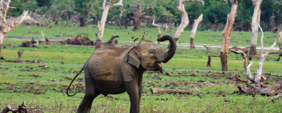 Elephant in Yala - Chena Huts