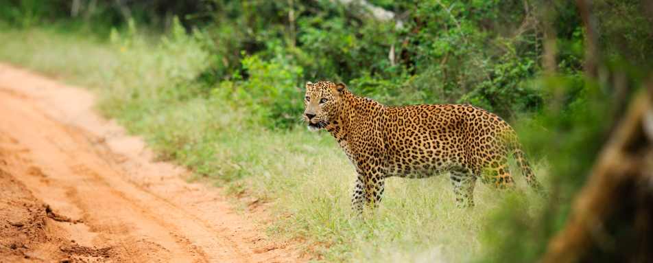 Leopard - Chena Huts