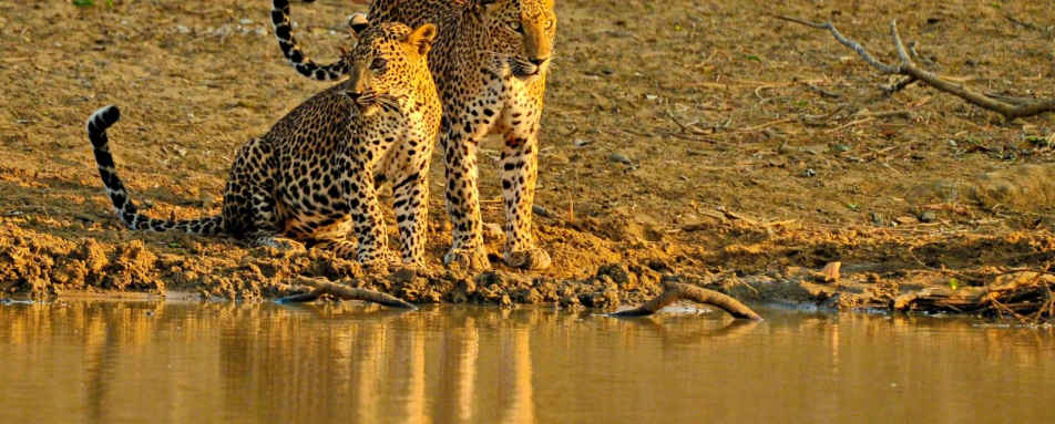 Leopards - Cinnamon Wild