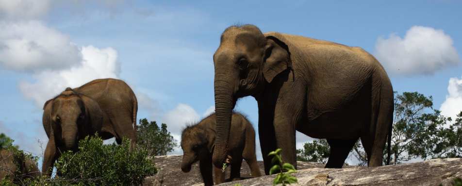 Elephants - Cinnamon Wild