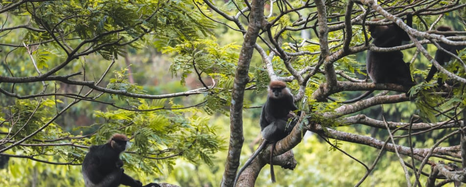 Monkeys in the trees at Glenross Living  