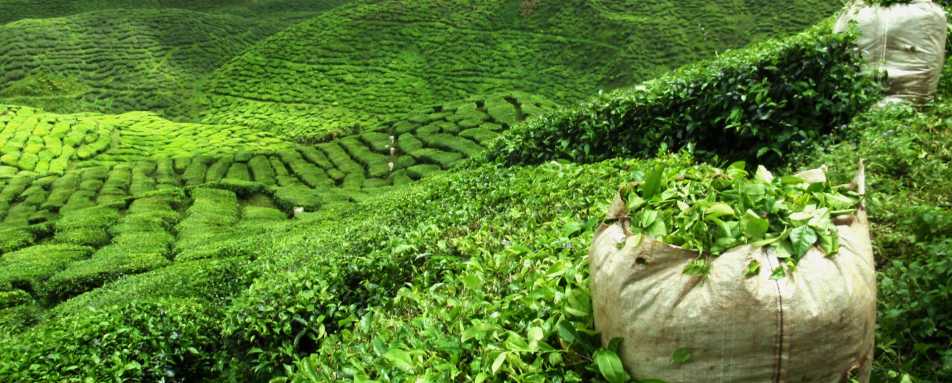 Tea Estate - Goatfell
