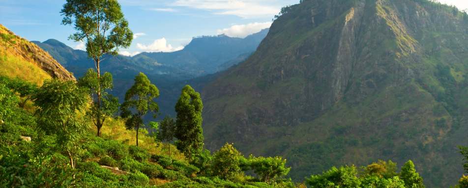 Tea Hills - Goatfell