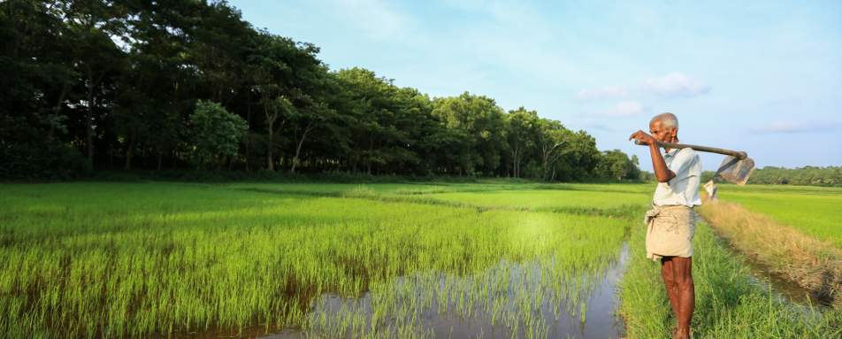 Local Life - Horathapola Estate